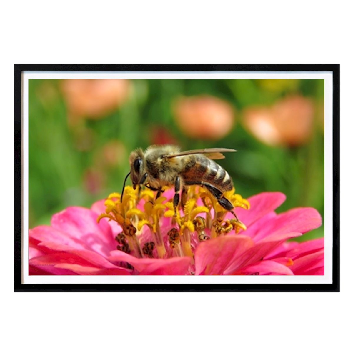 Natur Poster: Bee von Sonja Stein