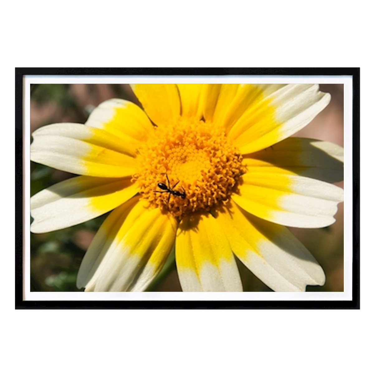Italy Poster: Crown usury flower macro by Patrick Wittling
