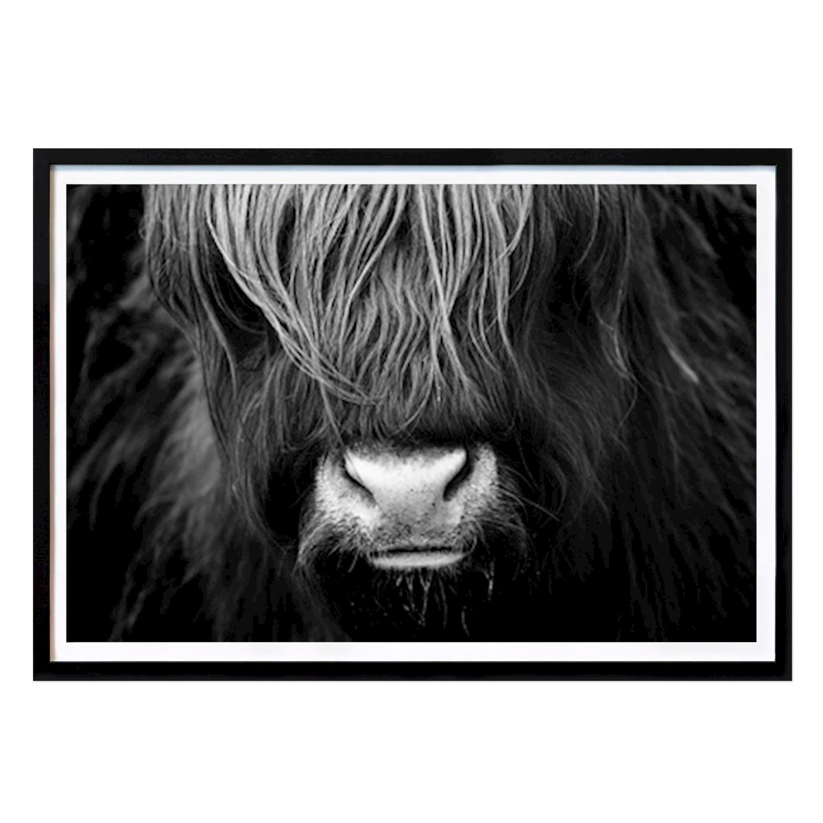 Byer & Steder Plakat: Highland Cattle Portrait av Ralf K. Lang
