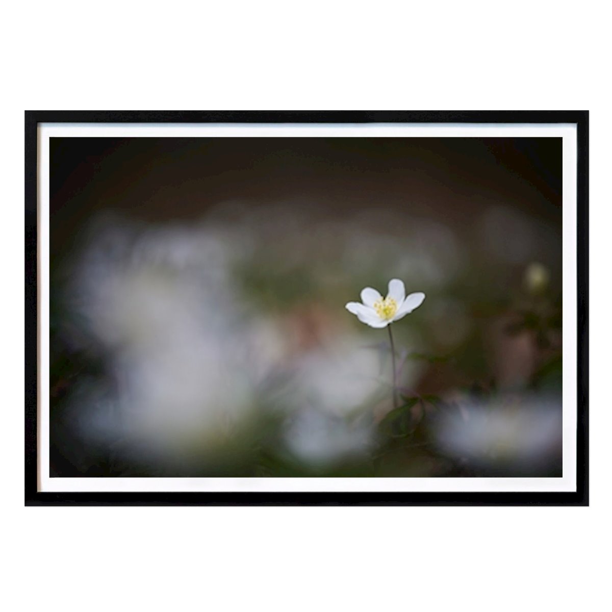 Fiori & Piante Poster: Un anemone dei boschi tra molti altri di Brix Photo