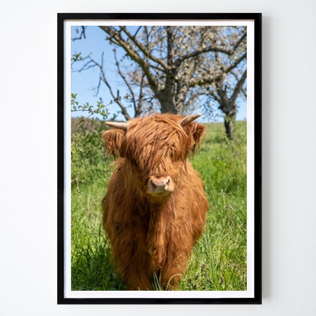 Kinder Poster: Schotse Hooglanders van Thomas Bugdoll