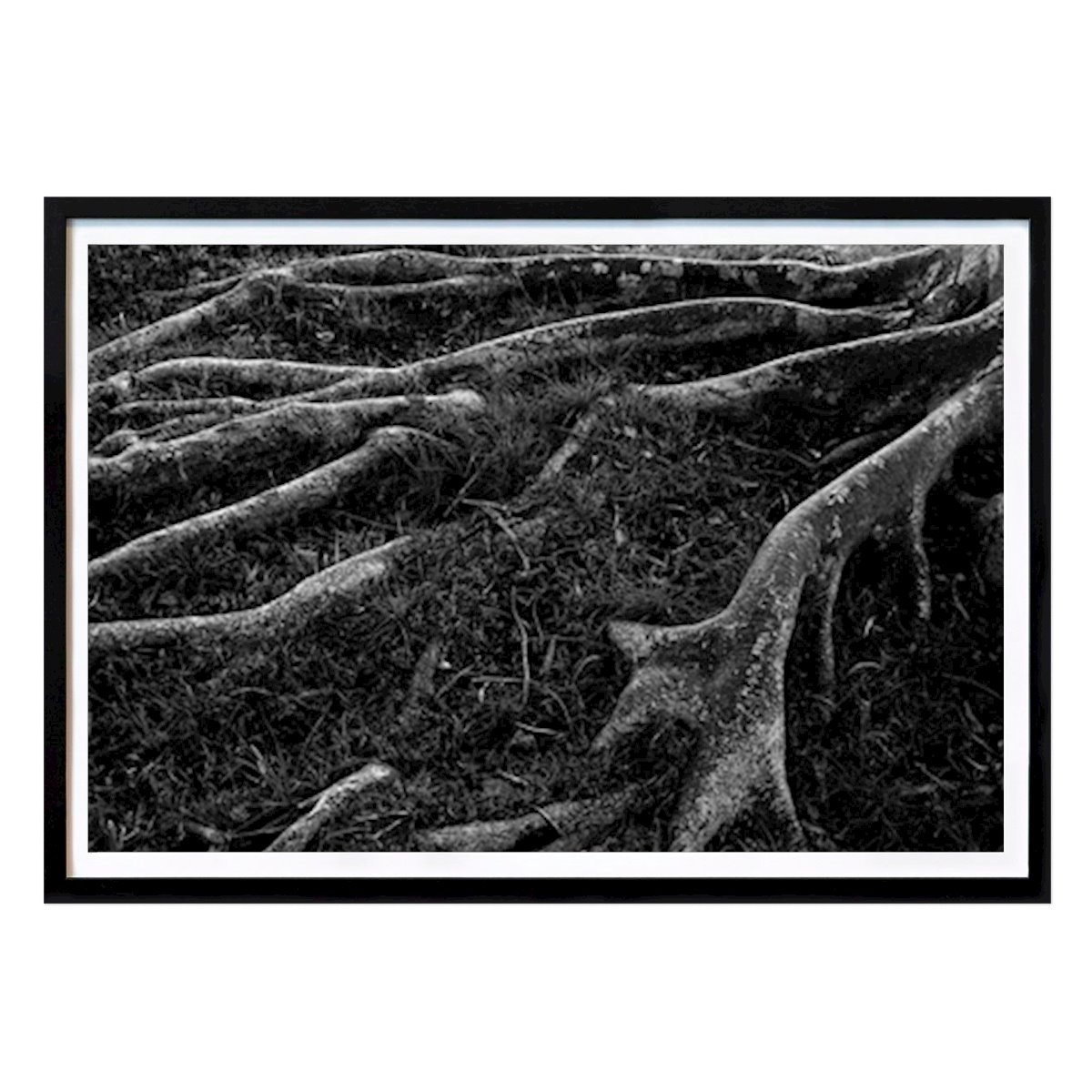 Blomster & Planter Plakat: Rødder I av Tal Paz-Fridman