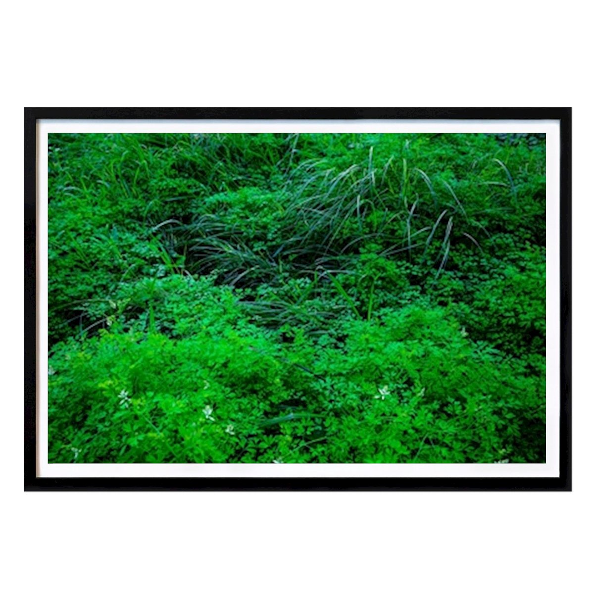 Fleurs & Plantes Affiche: Jardin négligé/naturel par Tal Paz-Fridman