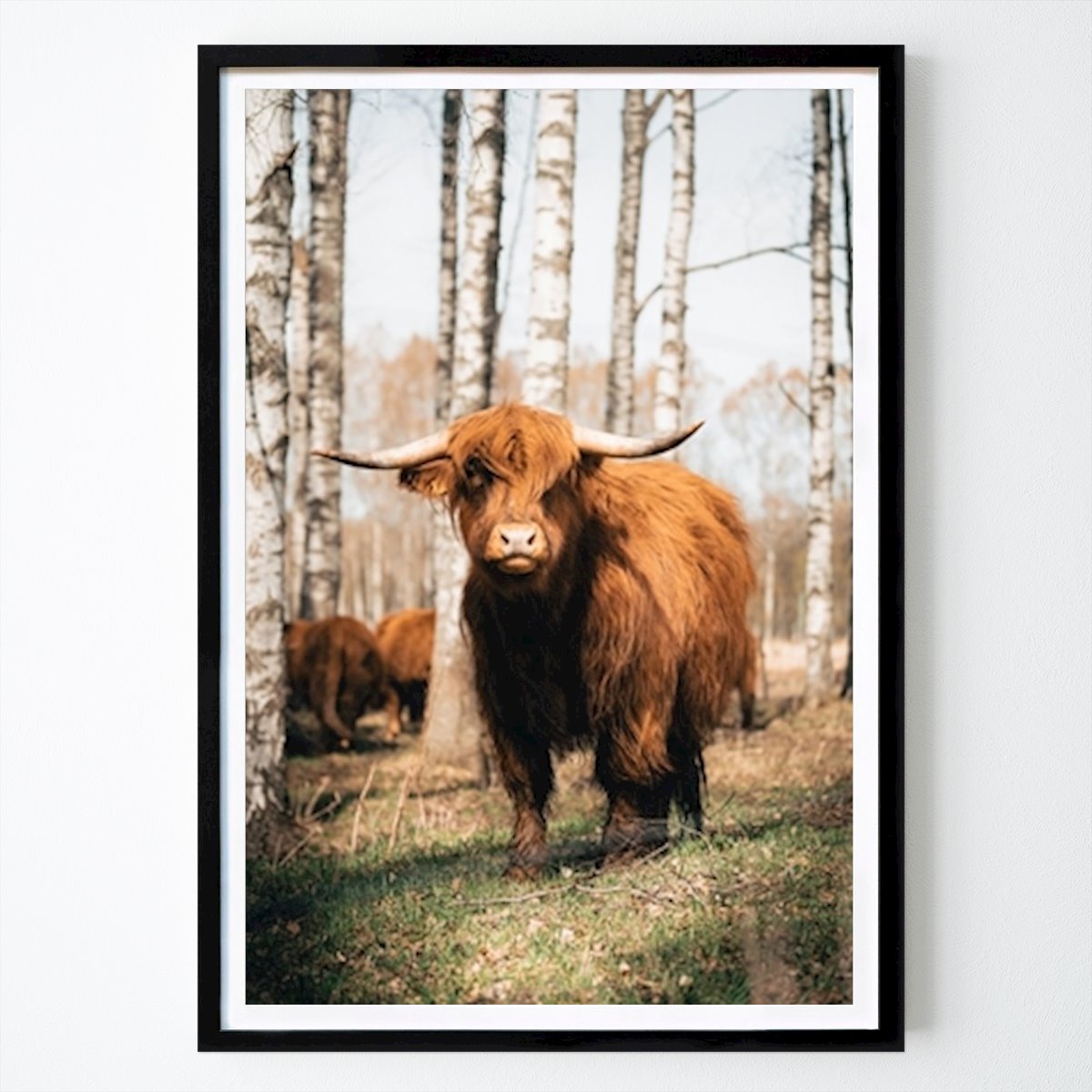 Places & Cities Poster: Highland cattle by Erik Brandt