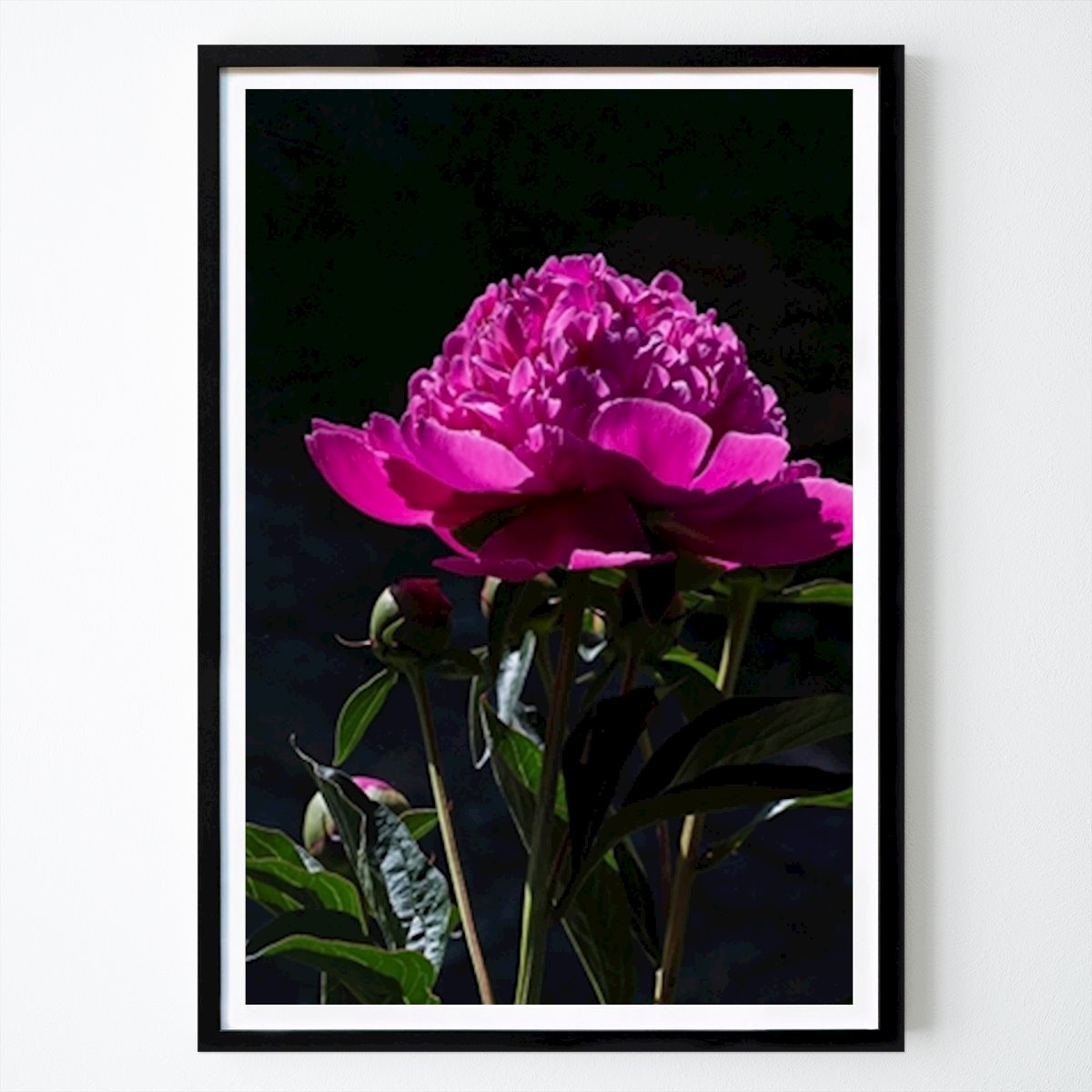 Malmö Poster: The peony in blooming by Kim Carlson
