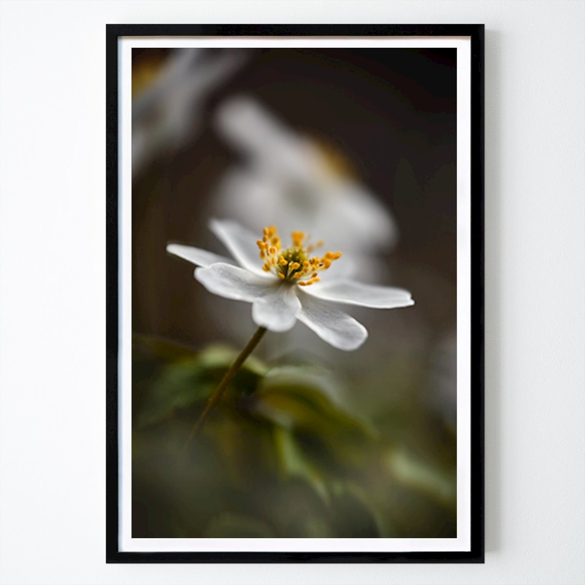 Botanical Poster: Wood Anemone #02 by Sabine Schiebofski