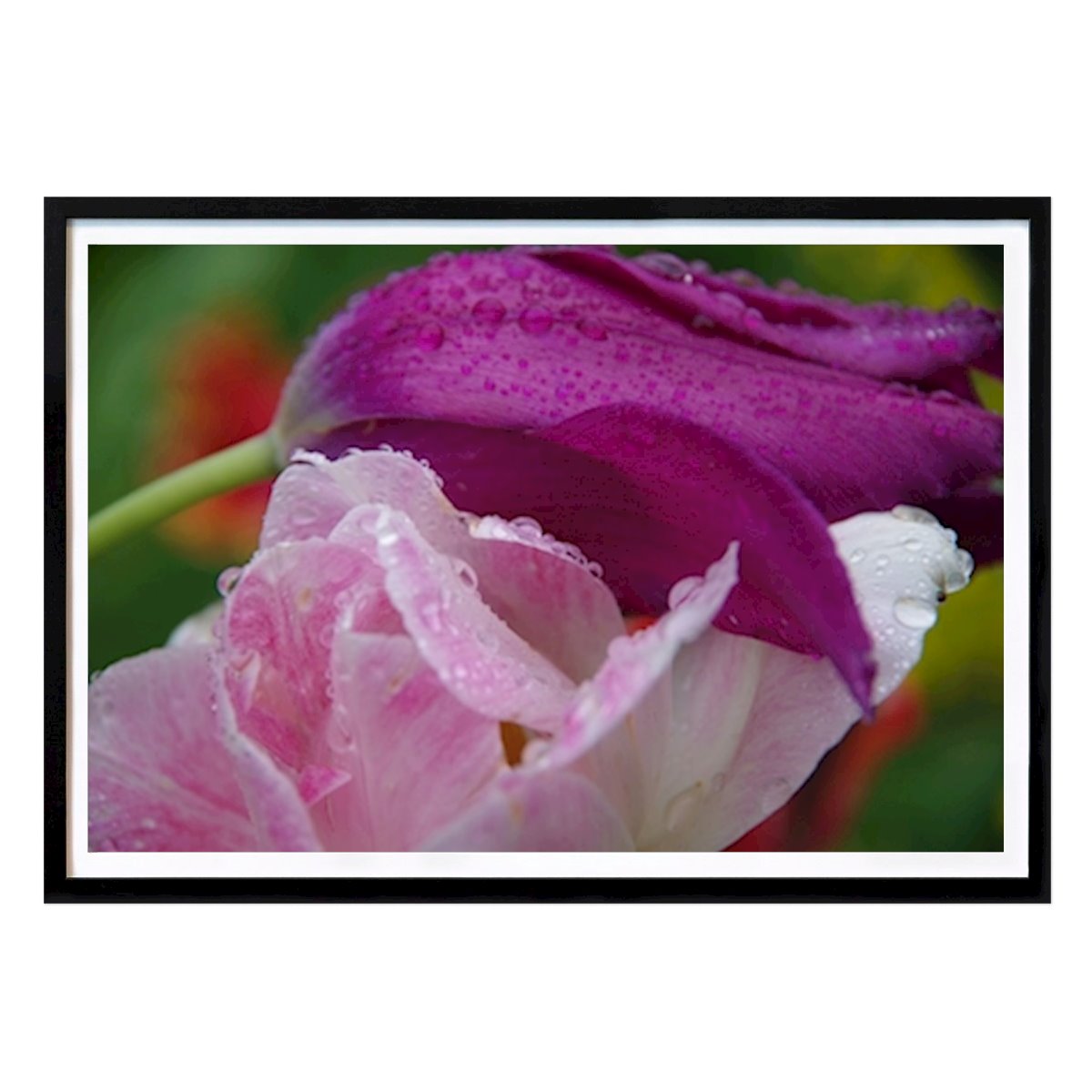 Botanical Poster: Drops on a Tulip by John Lundhgren