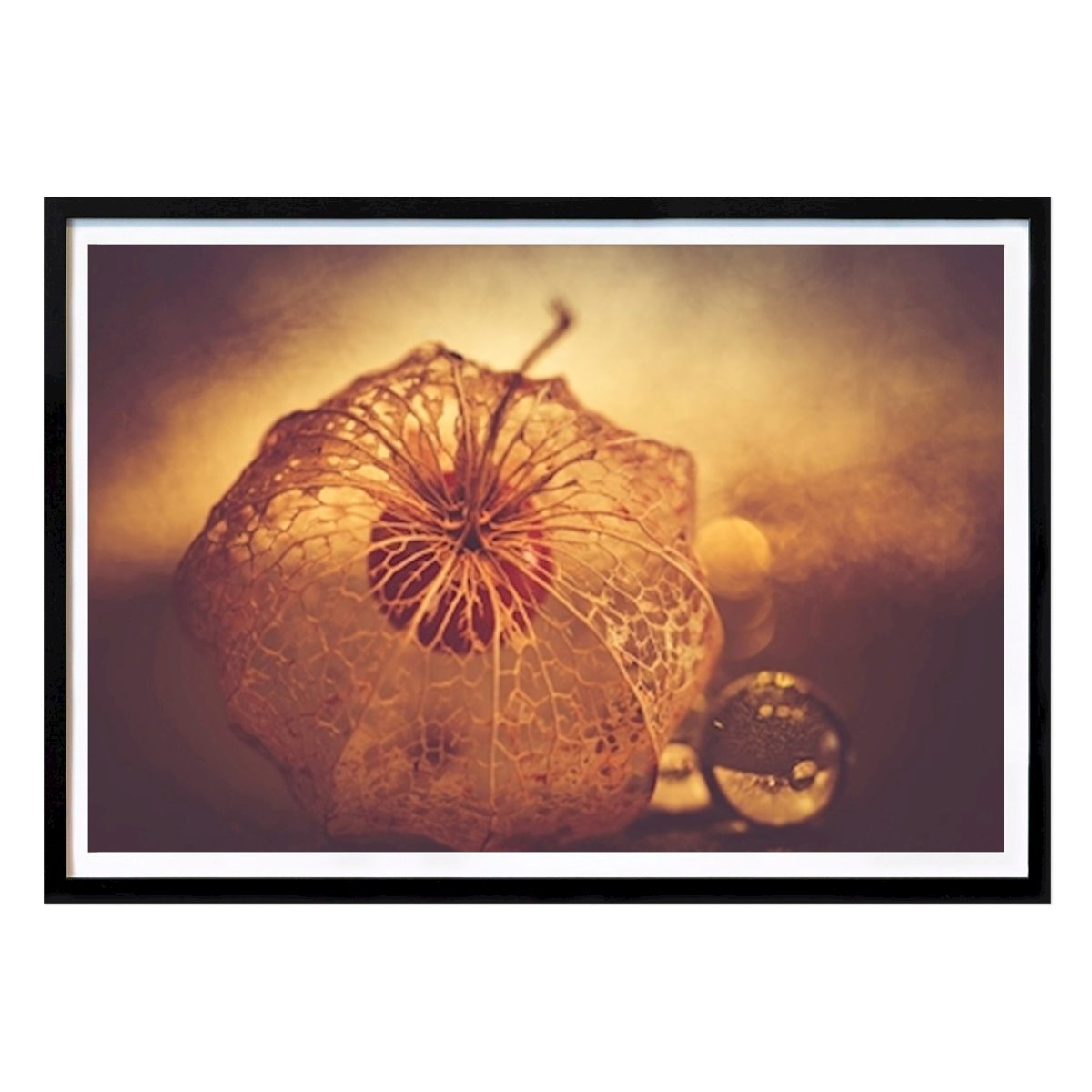 Retro & Vintage Plakat: Physalis stilleben av Marie Rich