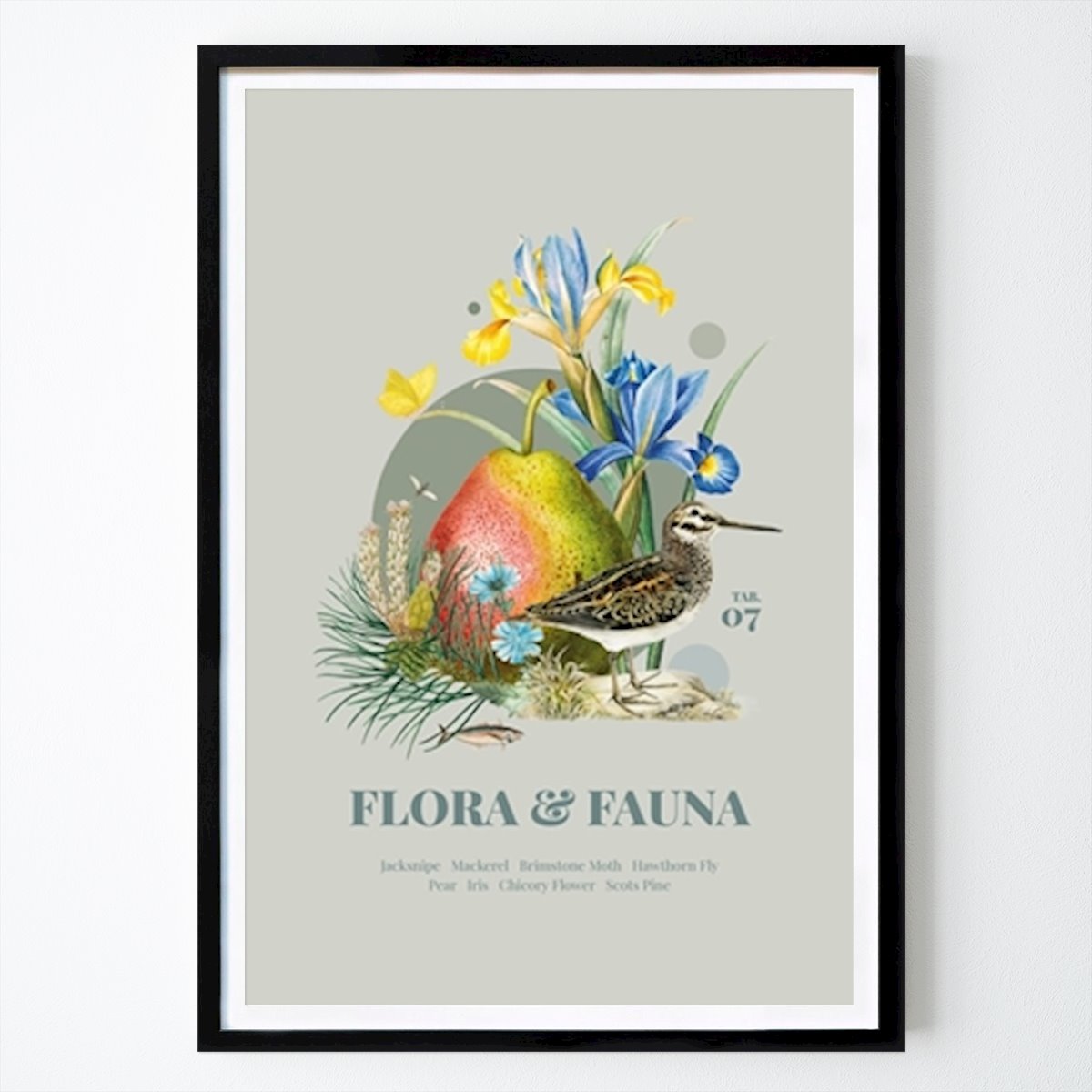 Retro & Vintage Poster: Flora and Fauna with Jacksnipe by Avis & Flos