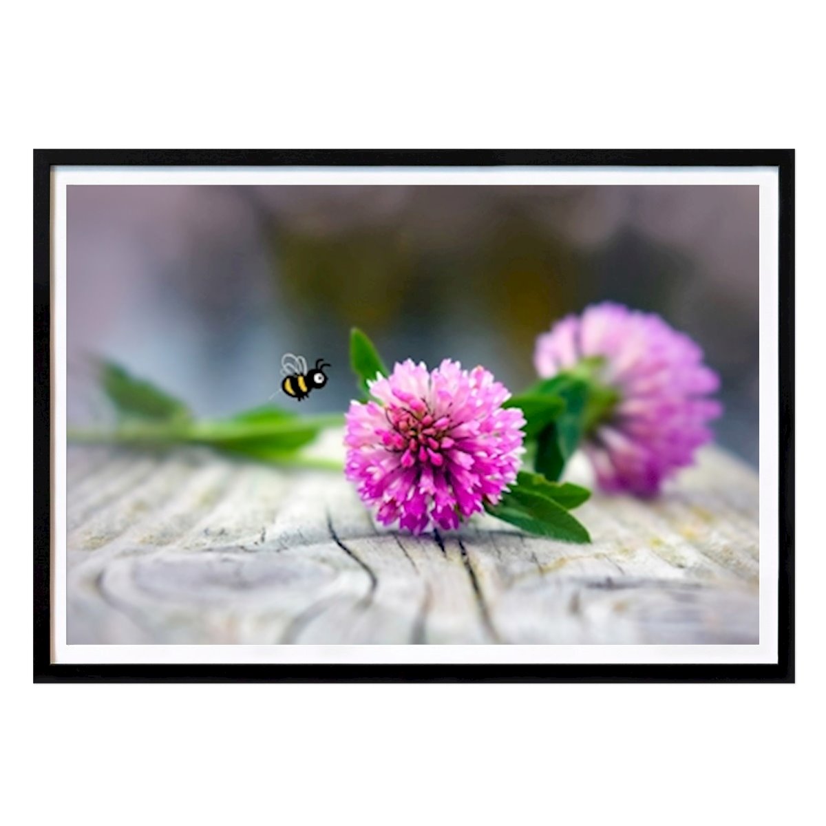Blomster & Planter Plakat: Rødkløver - Trifolium pratense av Åse Lindblom