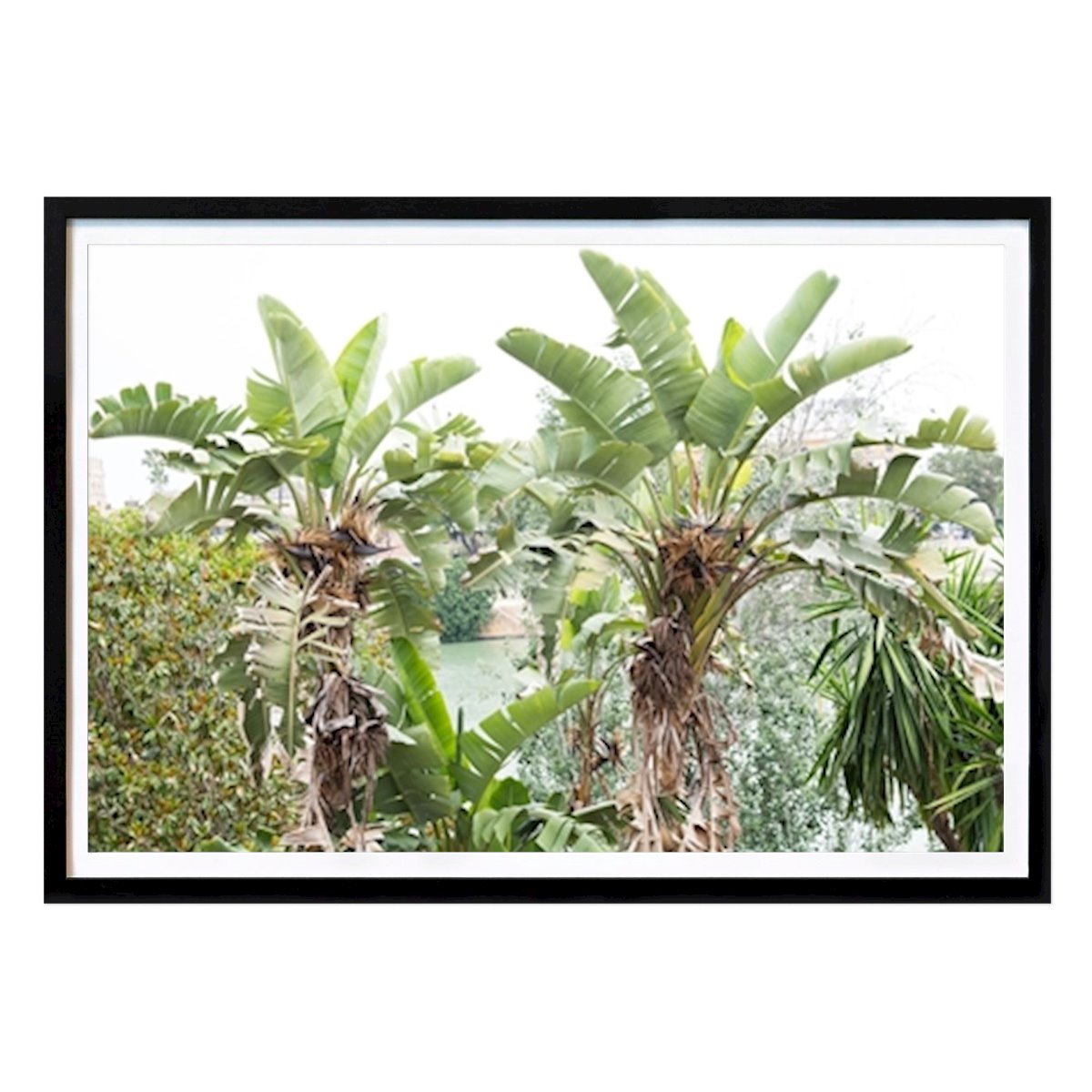 Places & Cities Poster: White Bird of Paradise Dream 1 by Anita's & Bella's Art