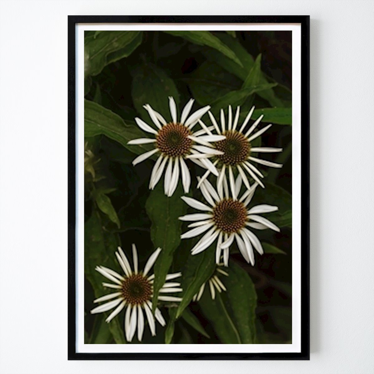 Przyroda Plakat: Echinacea Purpurea Alba autorstwa Edith Nero