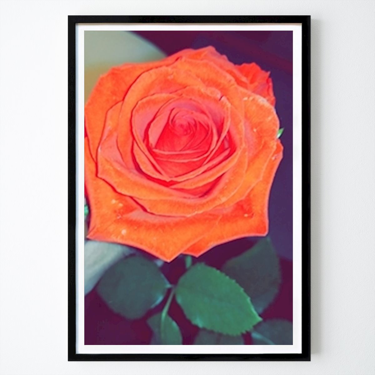Botanical Poster: Rossita by Ashkiro Atoore