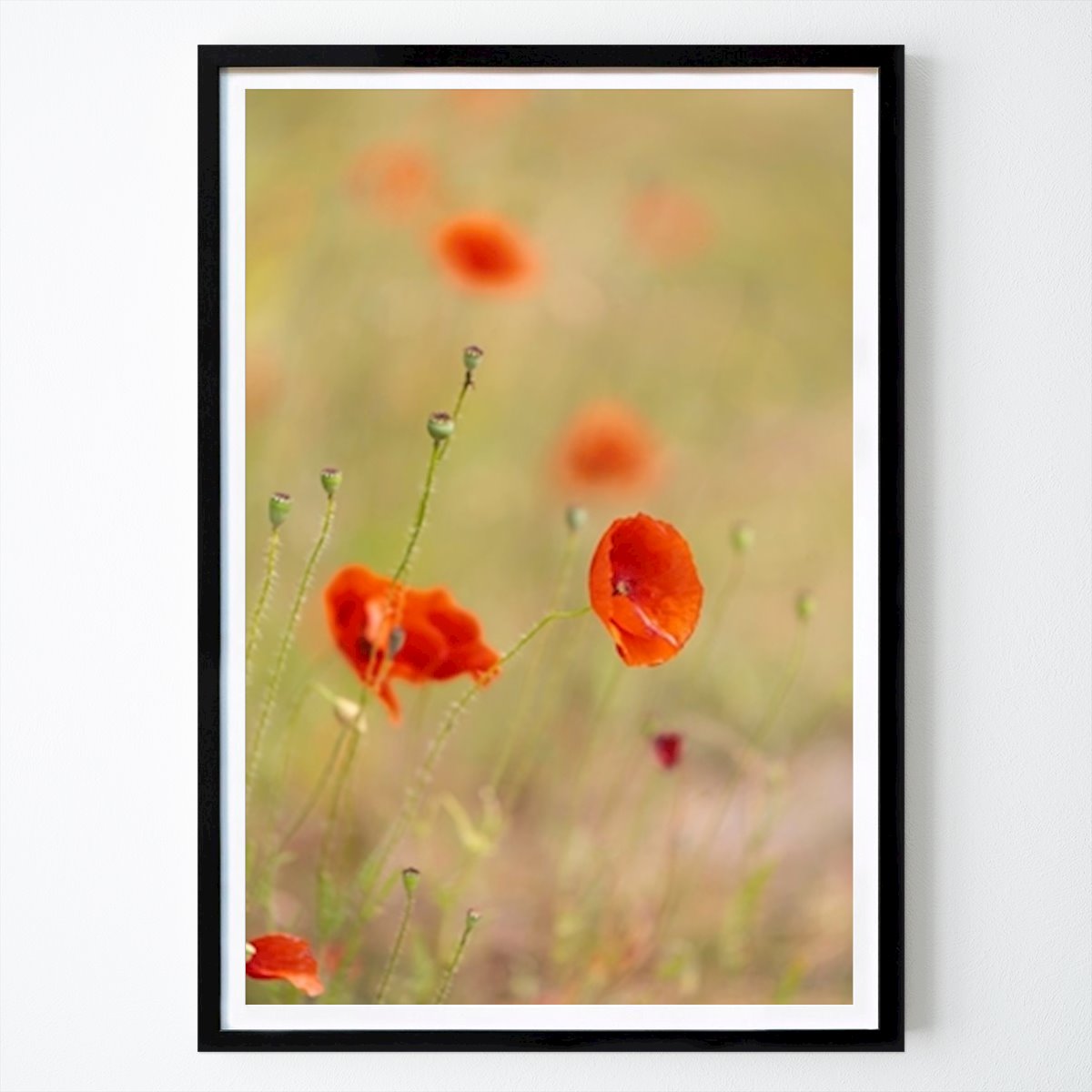 Fleurs & Plantes Affiche: Pavot par Malin Jarmander