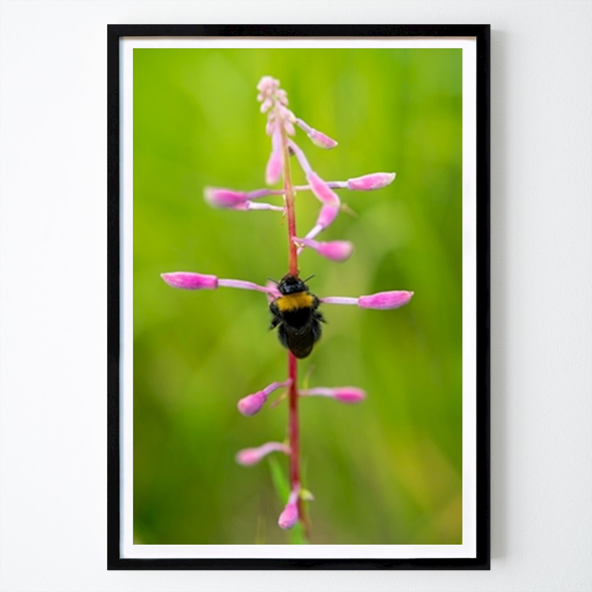 Botaniske Plakat: Humle på blomst av Peter Torstensson