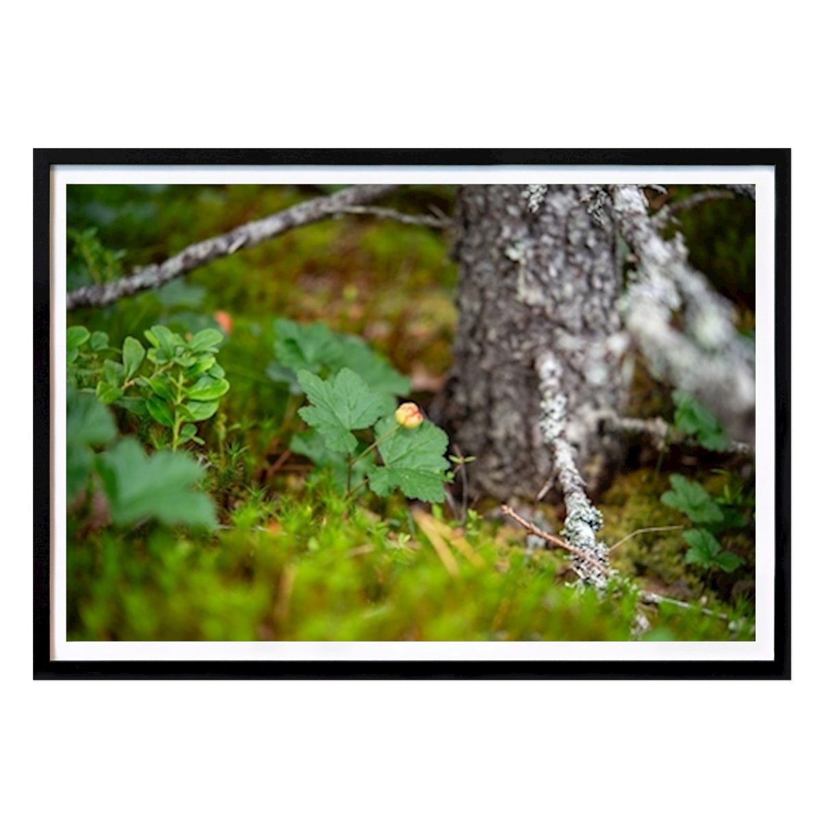 Botanisk Poster: Skogens guld av Peter Torstensson