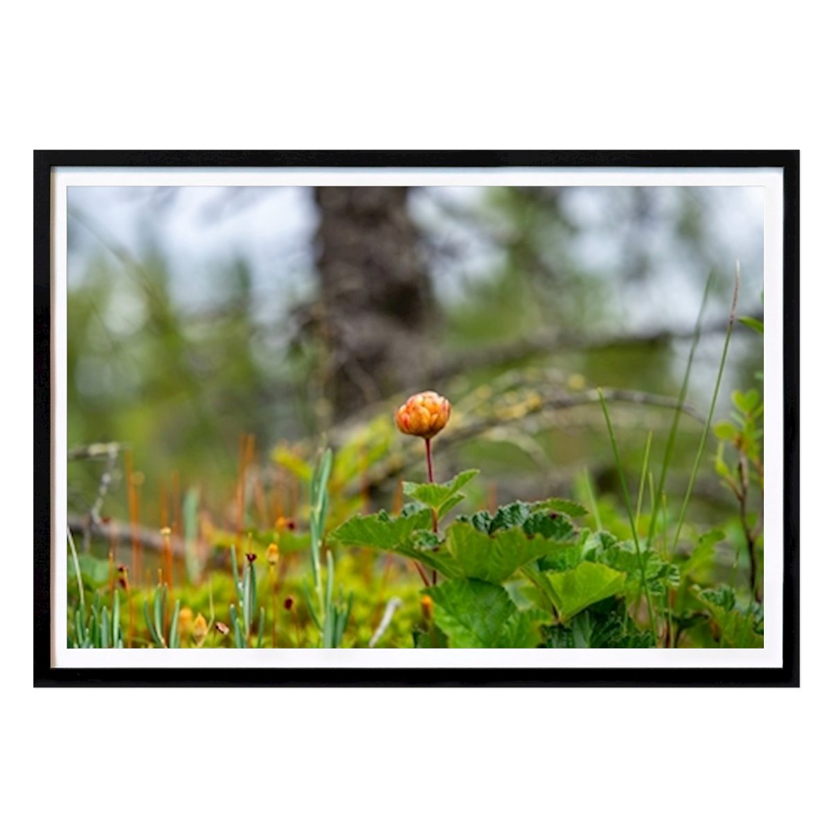 Natur Poster: Skogens guld av Peter Torstensson