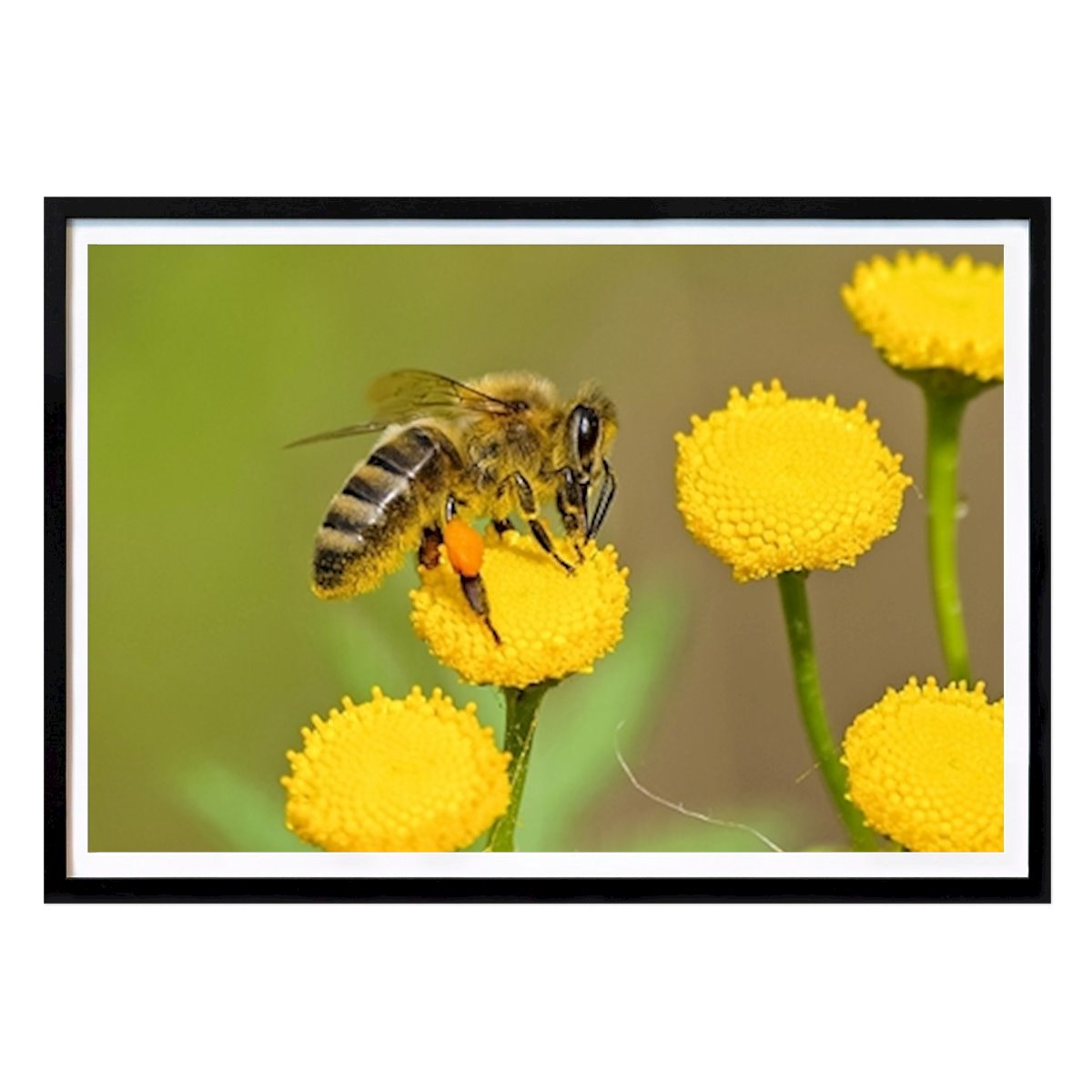 Places & Cities Poster: Bee by Fineartus