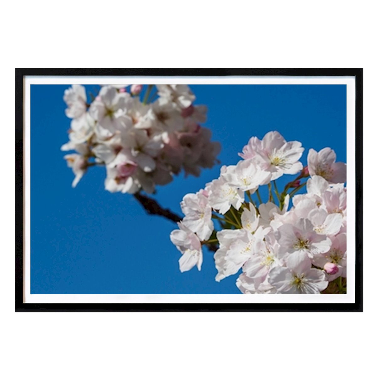 Nature Poster: Cherry blossom in westphalia by Stephan Sühling