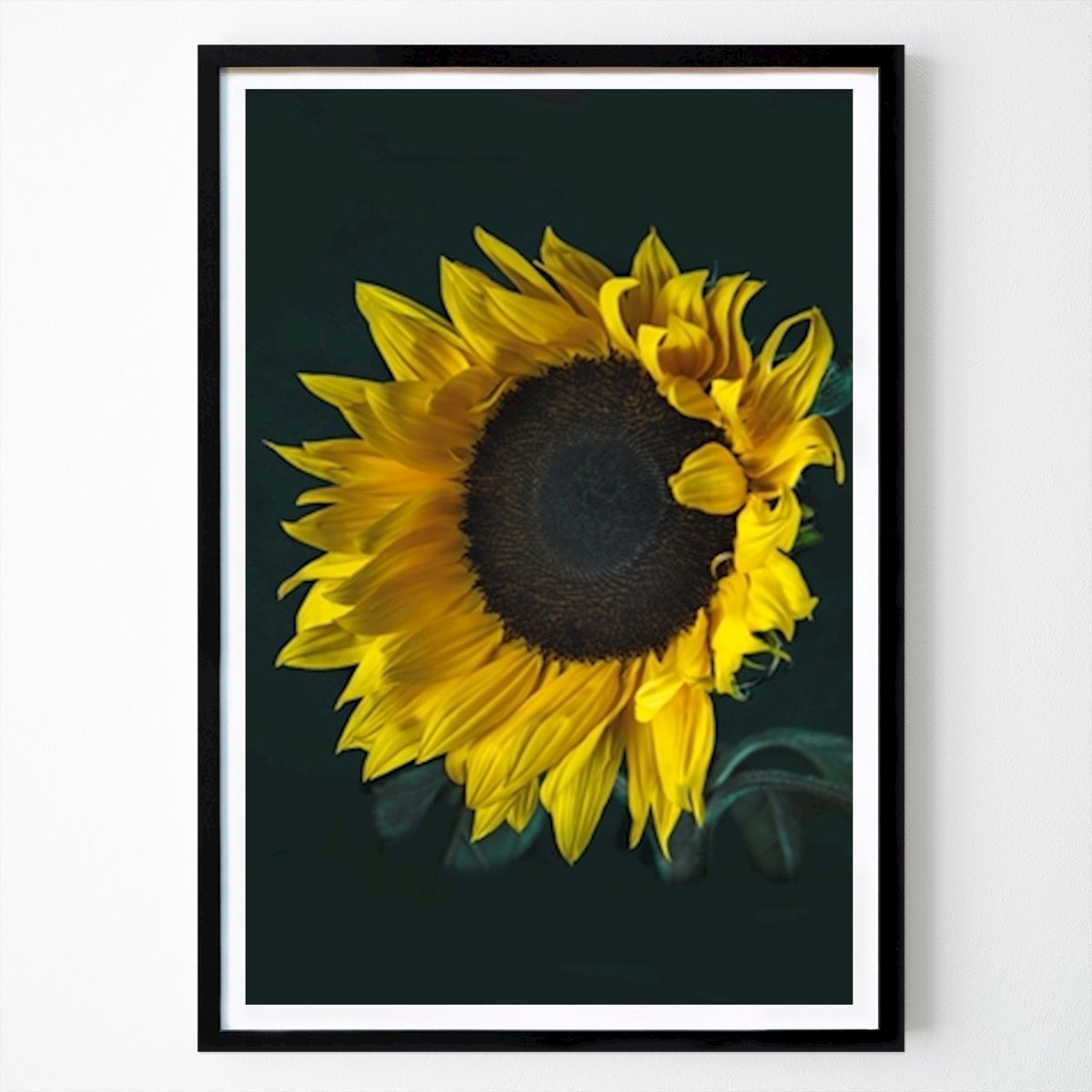 Botanical Poster: The sunflower by Eva Söderberg