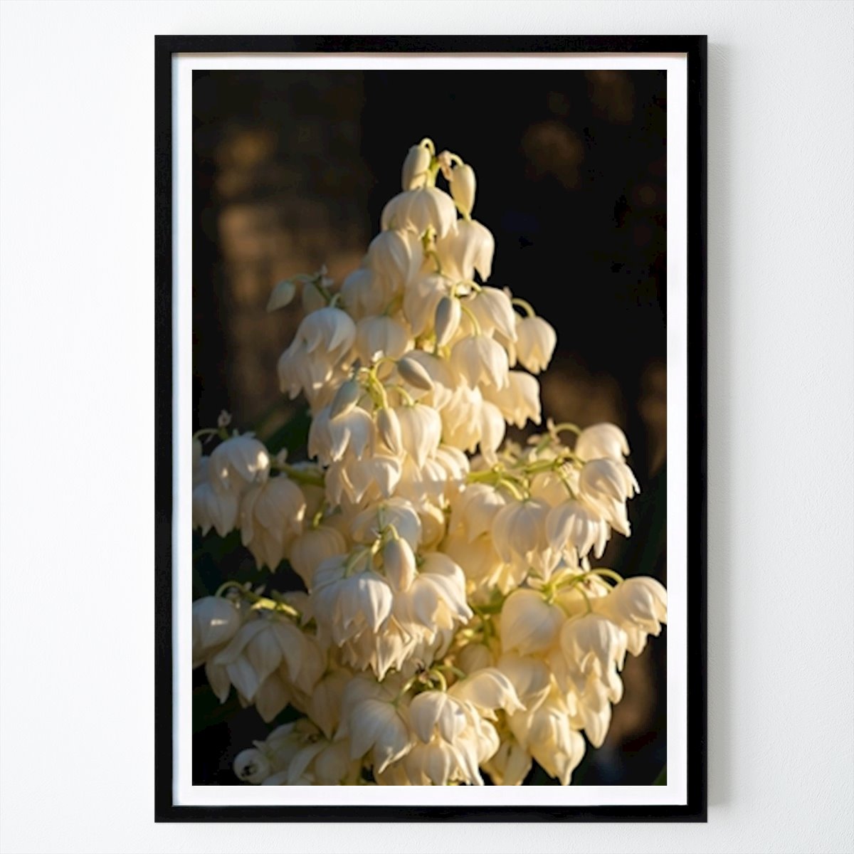 Blumen & Pflanzen Poster: Blühende Yucca-Palme bei Sonnenuntergang von Adriana Mueller