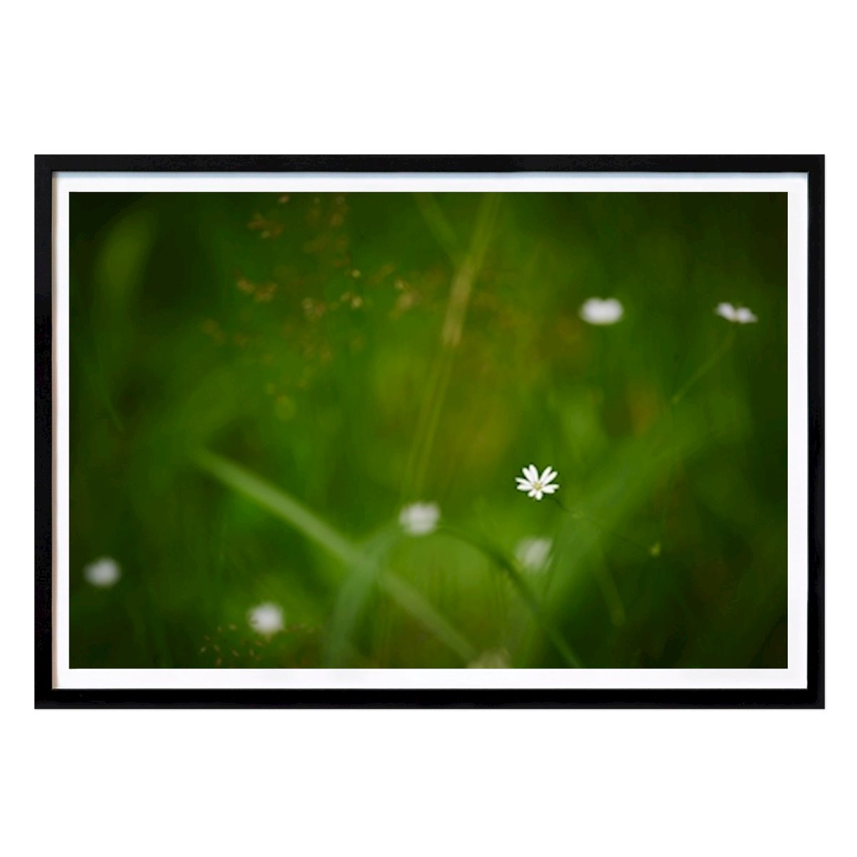 Blumen & Pflanzen Poster: A tiny white flower von Brix Photo