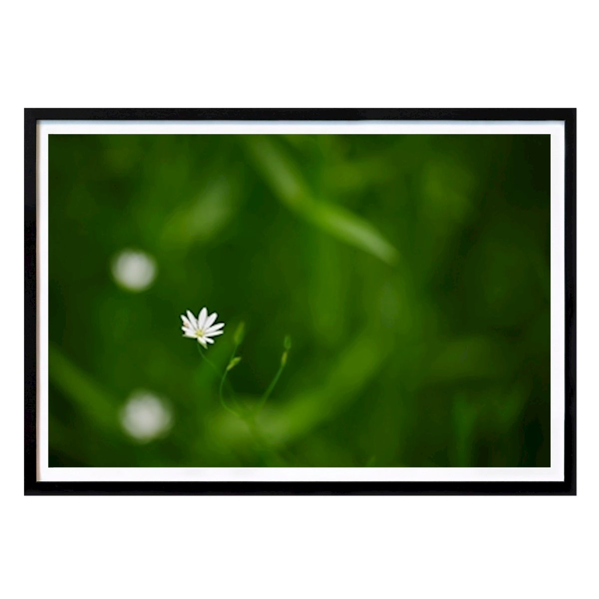 Botanical Poster: A tiny white flower by Brix Photo