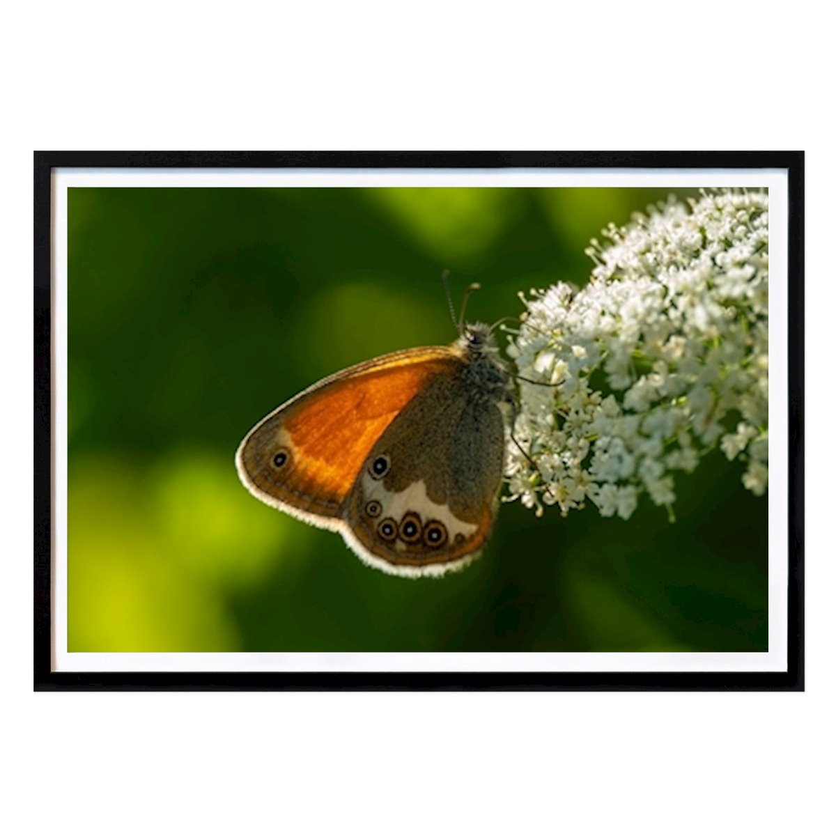 Állat Poszter: The butterfly Pär Norgren által