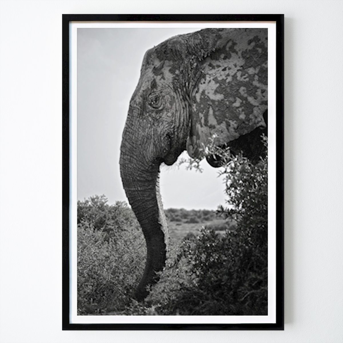 Schwarz-Weiß Poster: Lächelnder Elefant von Sofie Persson