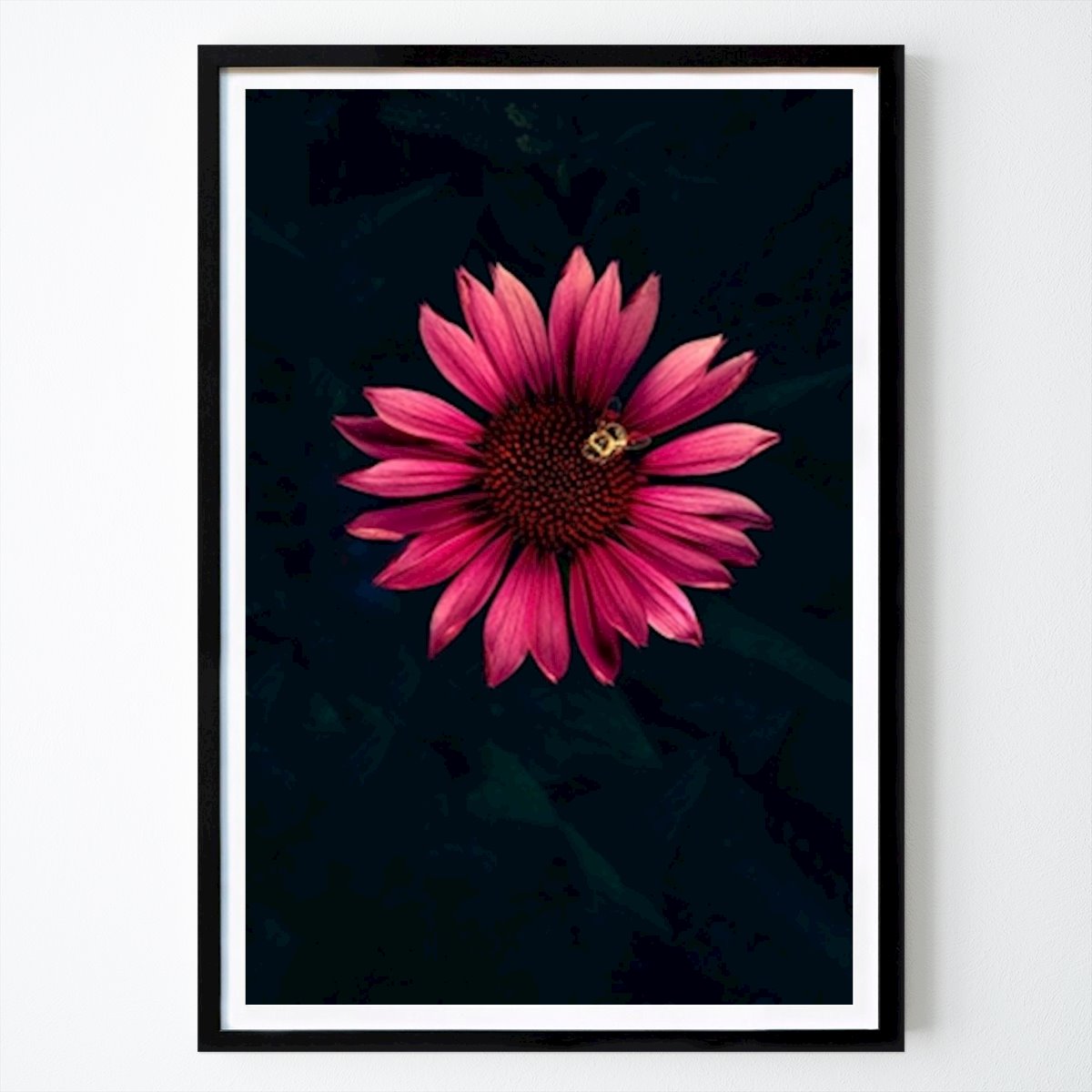 Kukat & Kasvit Juliste: Echinacea purpurea mehiläisen kanssa tekijänä Markus Lissner