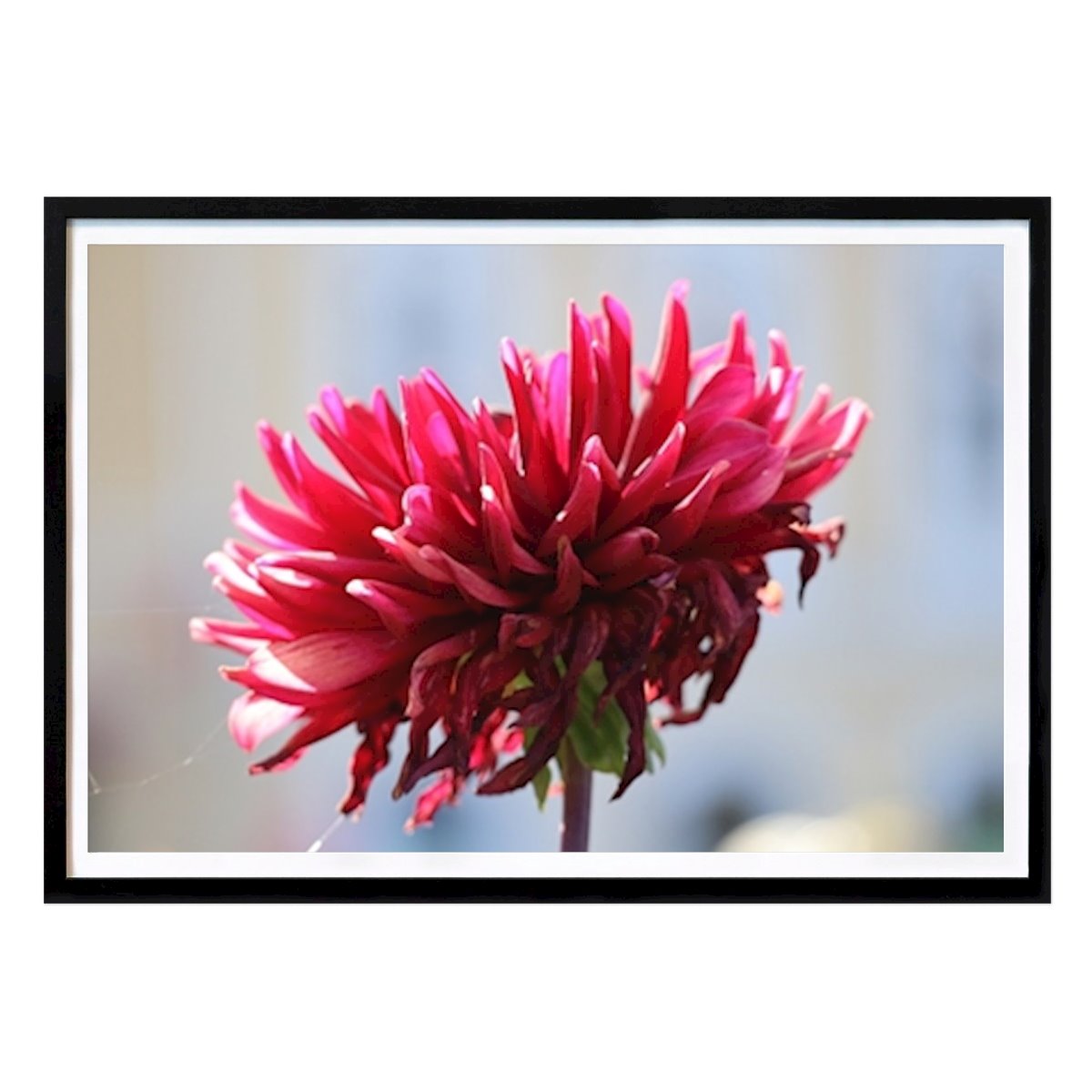 Blomster & Planter Plakat: Blomst/rød av Sarah Persson