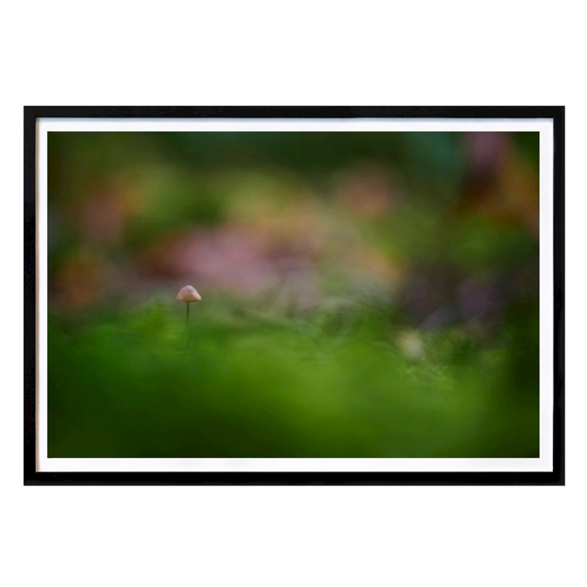 Botanical Poster: Tiny brown mushroom by Brix Photo