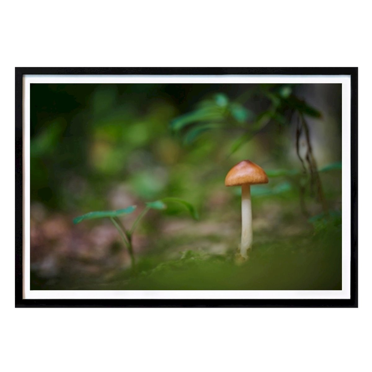 Botanical Poster: A mushroom in the forest by Brix Photo