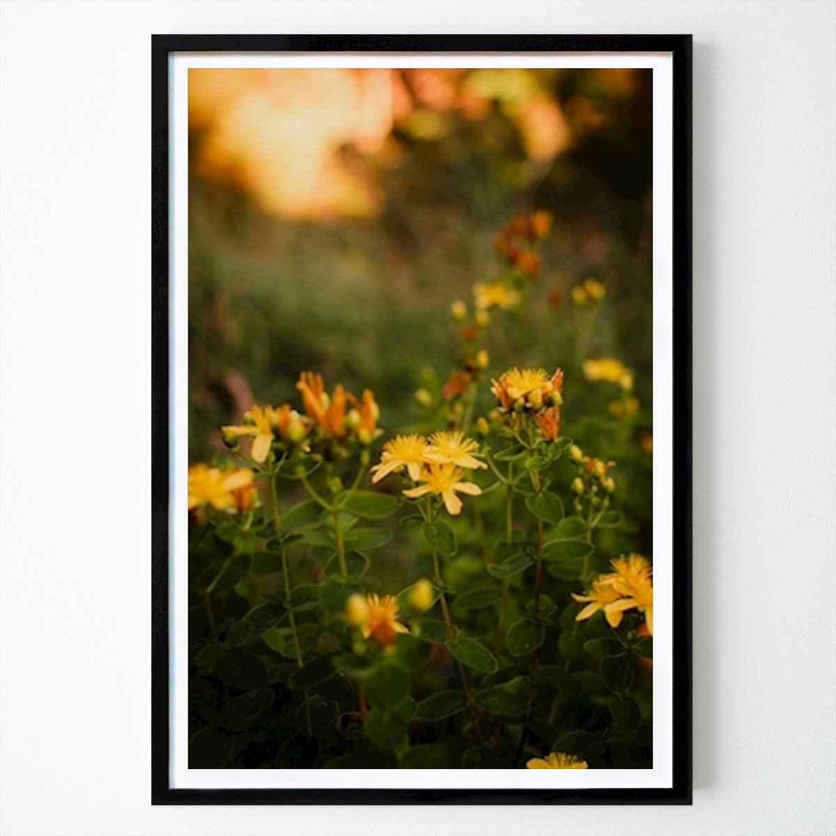 Natur Plakat: St. John's wort av Sofia holmberg