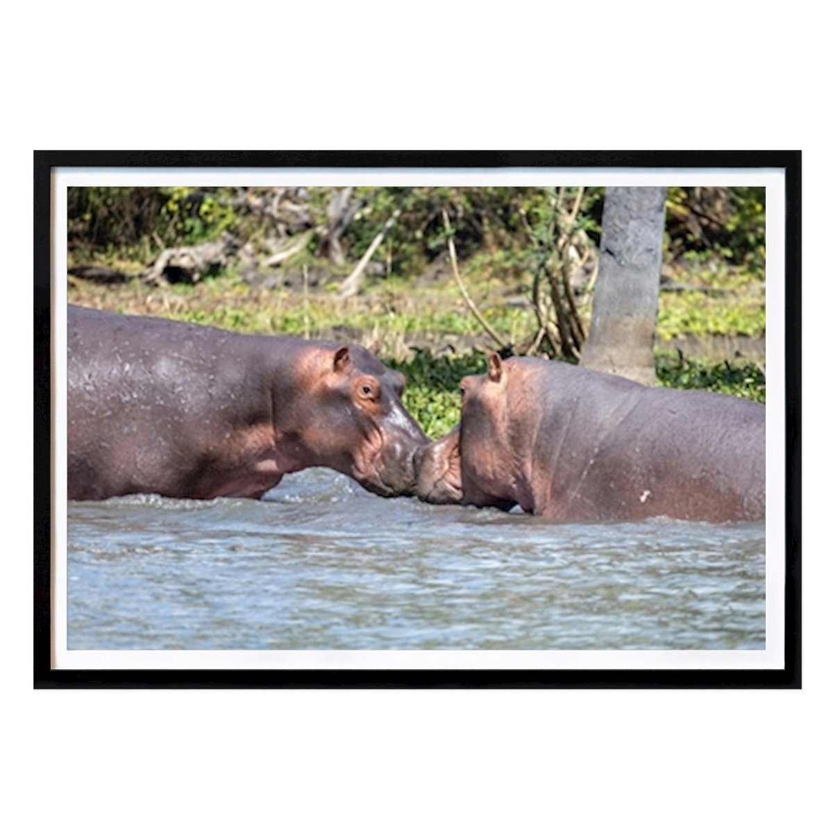 Animals Poster: Kiss by Henrik Lundin