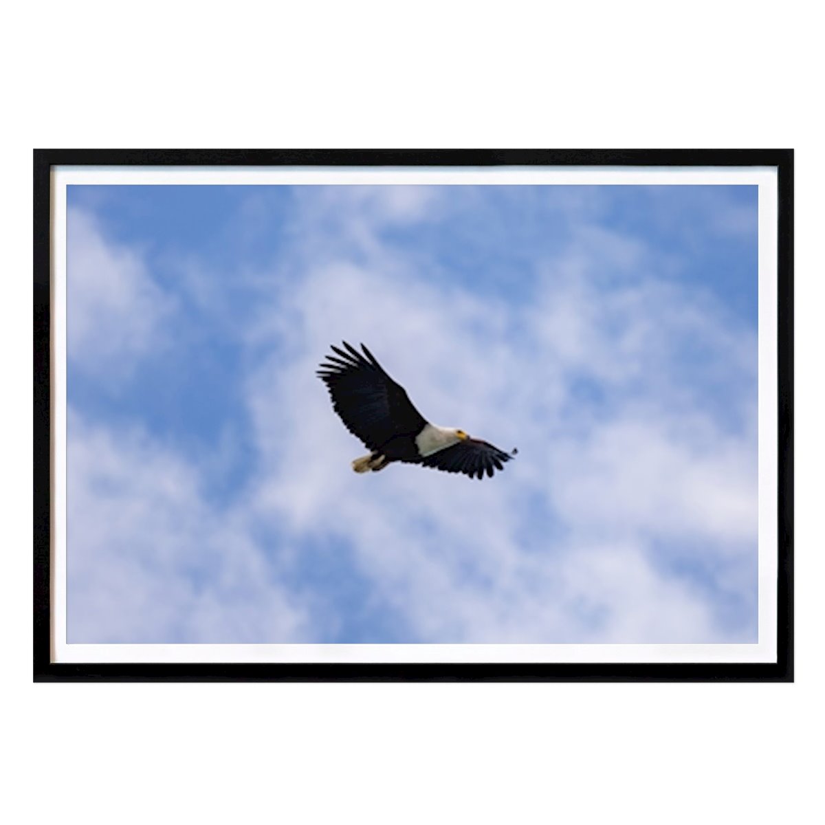 Animal Affiche: Aigle par Henrik Lundin