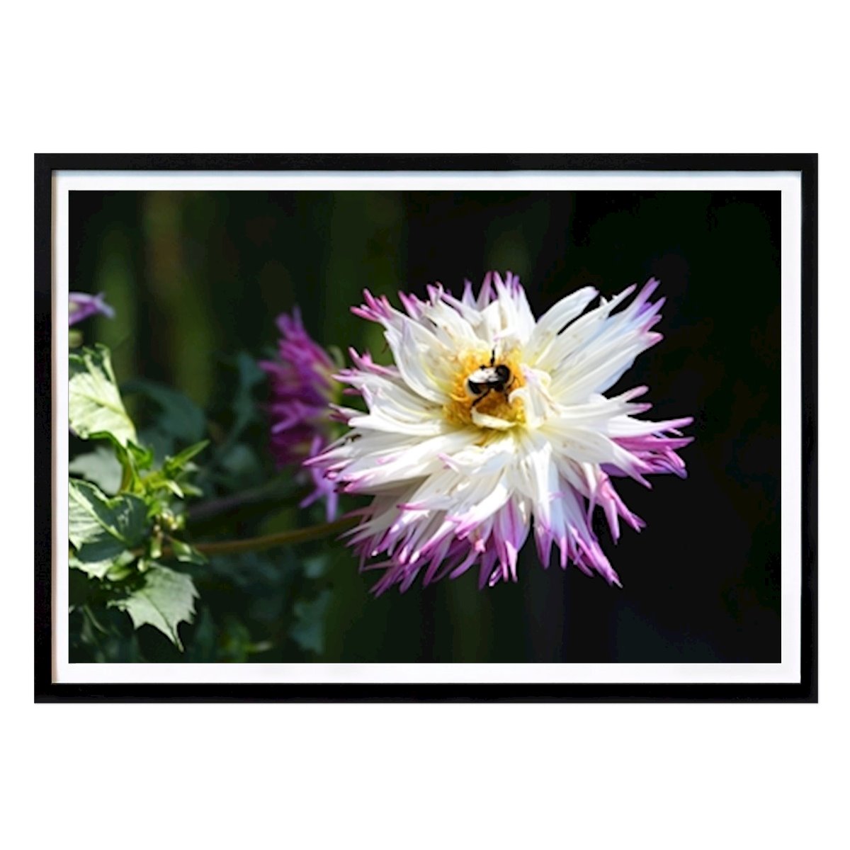 Botaniske Plakat: Dahlia med humle av Eric Arveteg