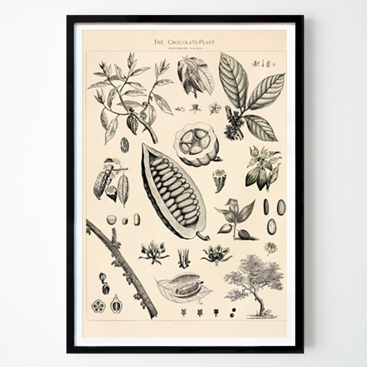 Retro & Vintage Plakat: Cacao Vintage Illustration av °Liu°