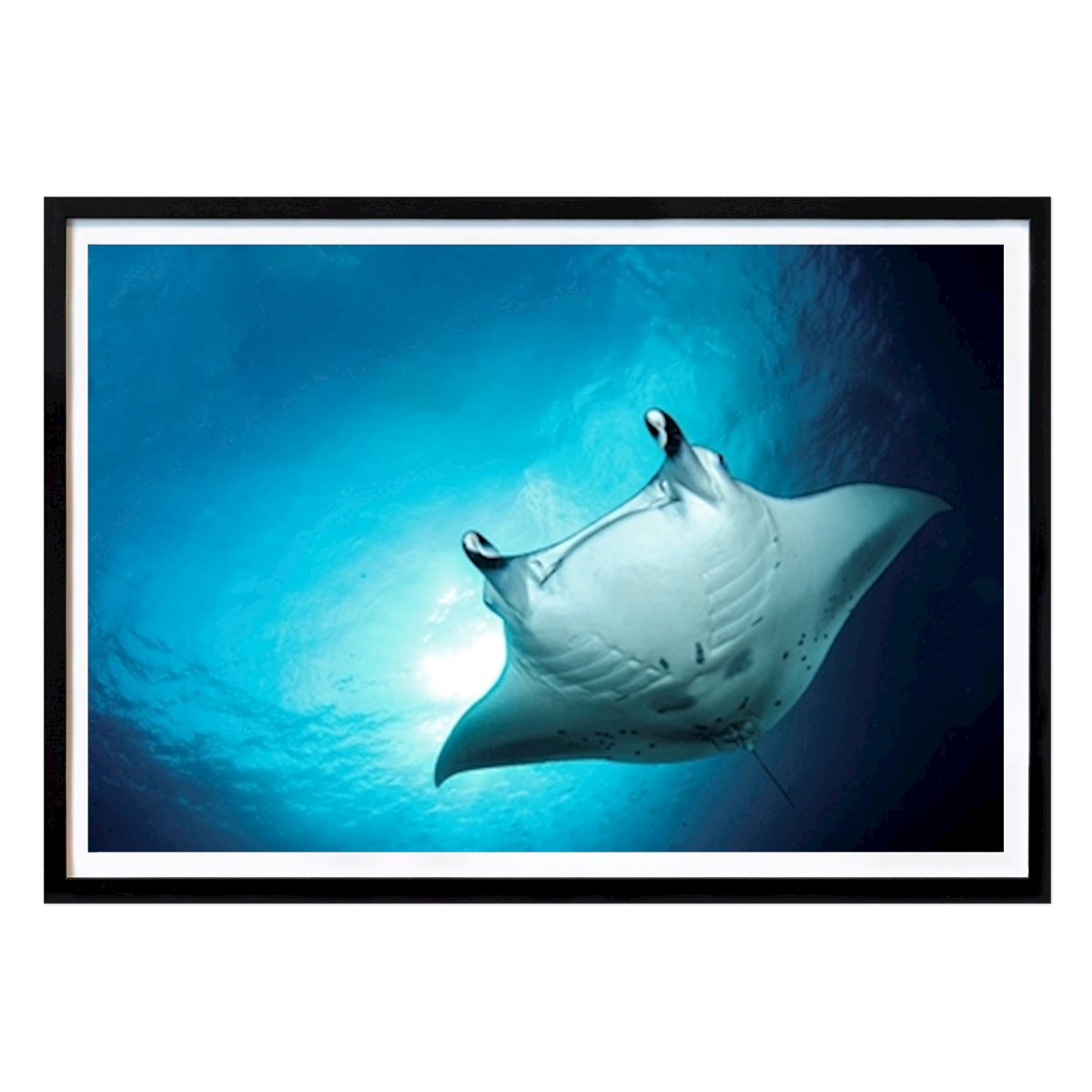 Életstílus Poszter: Flying Manta Patrik Jonson által