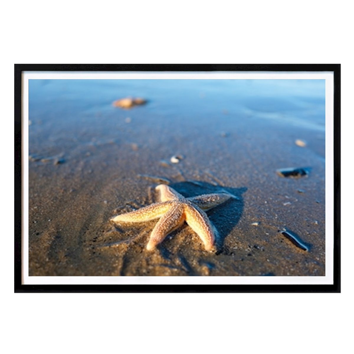 Natur Poster: Seestern am Sandstrand von Karsten Schumacher