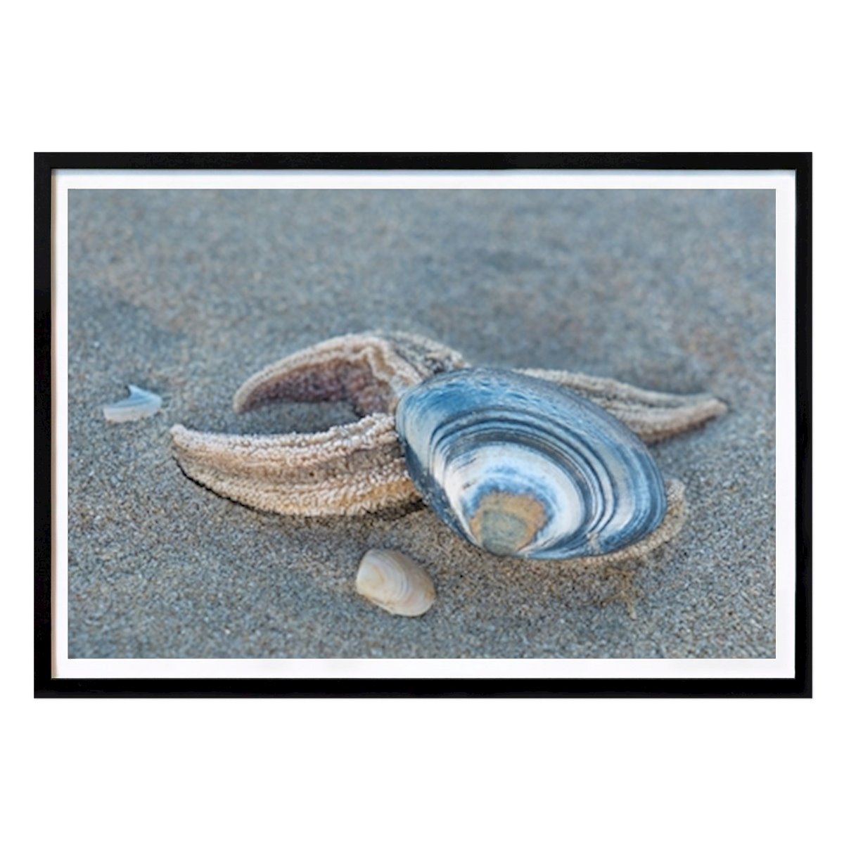Places & Cities Poster: Starfish with shell on the bea by Karsten Schumacher