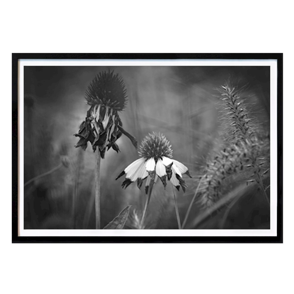 Botanical Poster: Faded beauties by Edith Nero