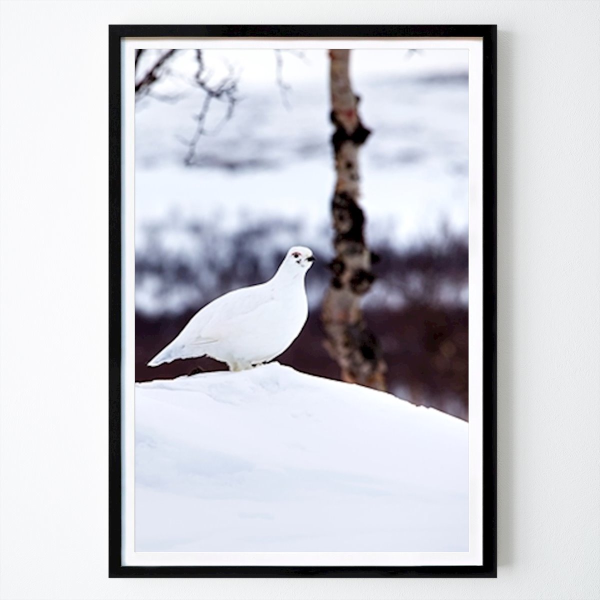Animal Poster: Vit ripa | de Valter Nutti
