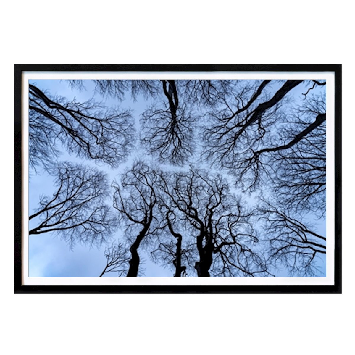 Naturaleza Póster: Vista de Ghost Wood al cielo de Peter Schickert
