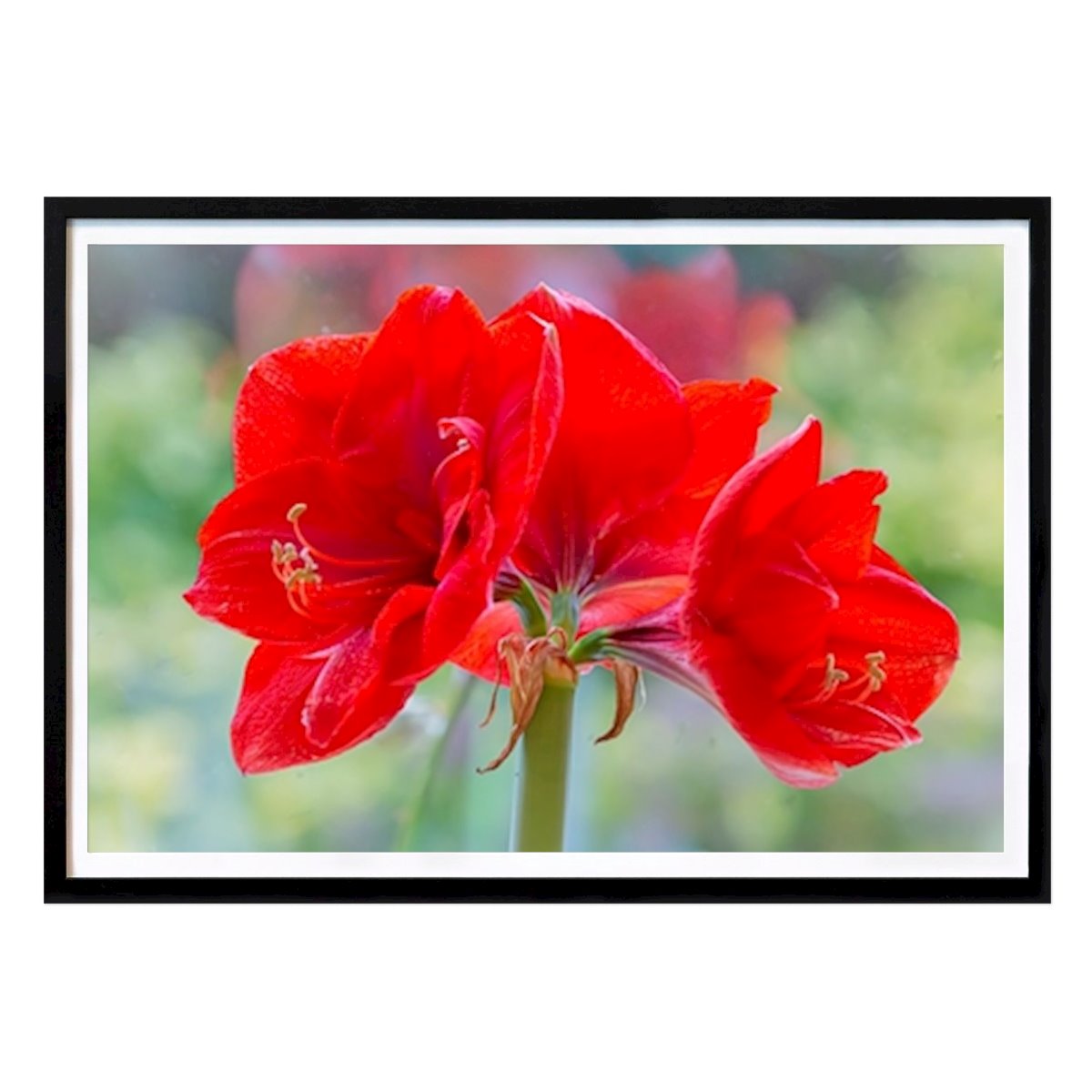 Botanisch Poster: Amaryllis, the one and only van Kim Carlson