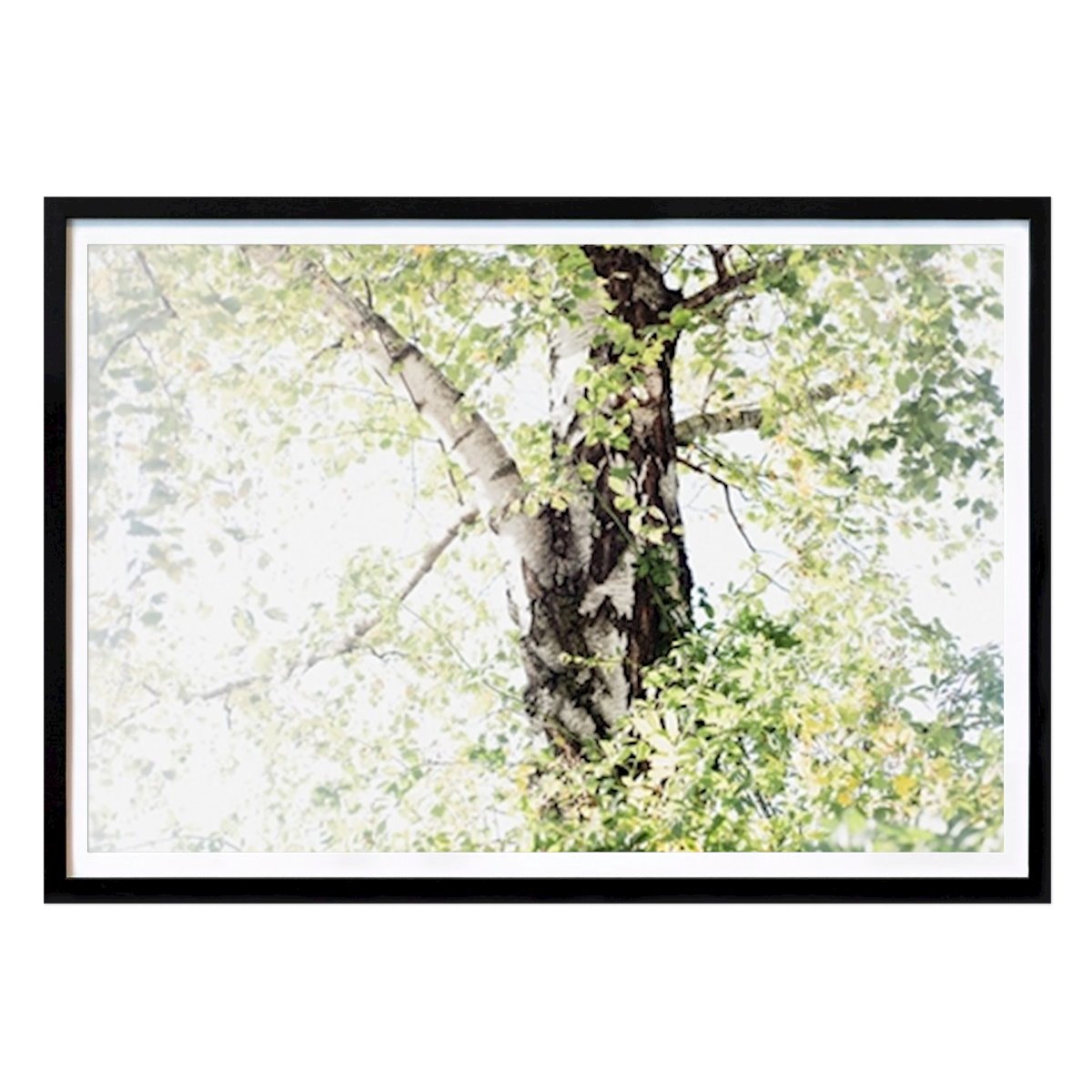 Naturaleza Póster: Dreamy Birch Tree #1 #wall #ar de Anita's & Bella's Art