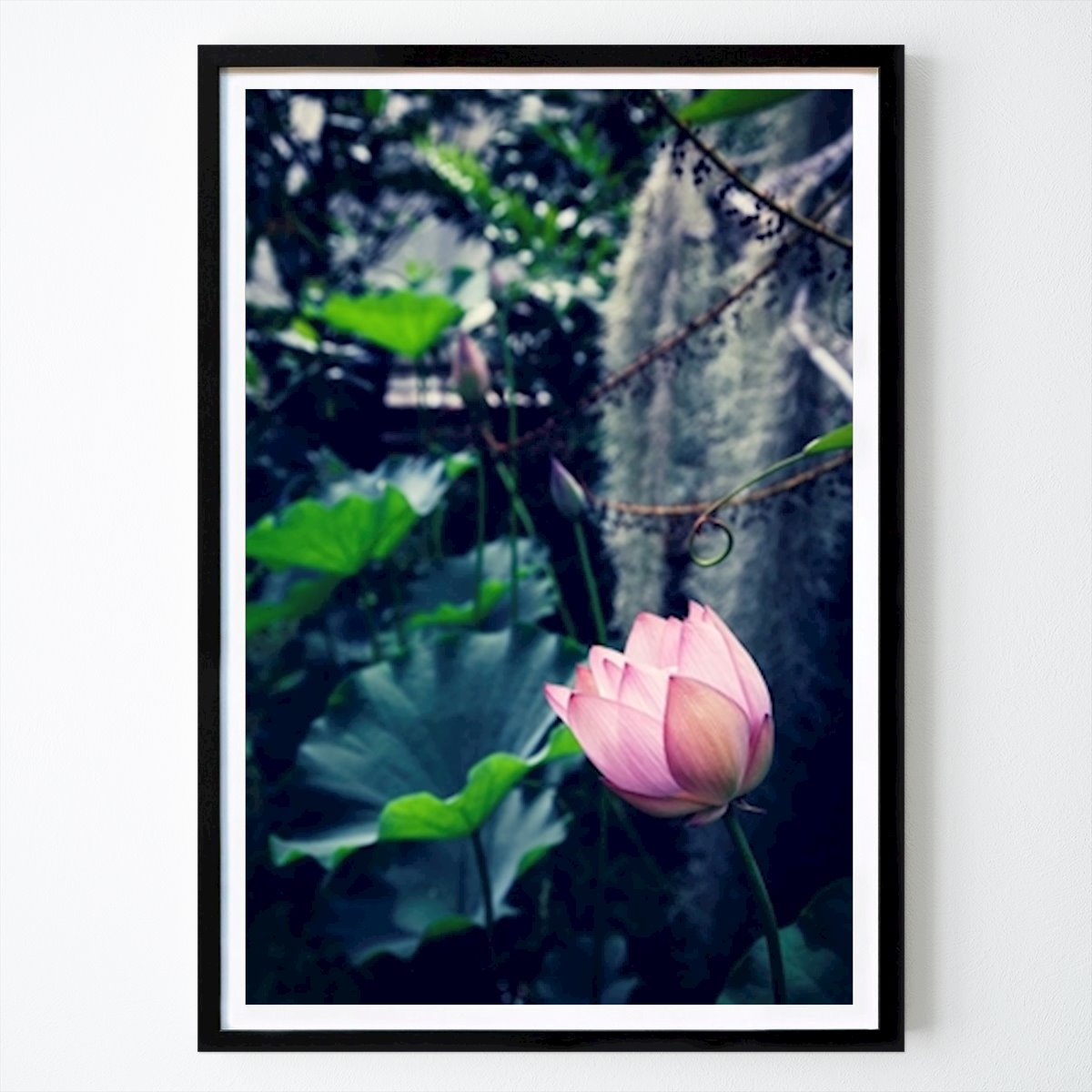Kvety & Rastliny Plagát: The Water Lily od Eva Thordstein