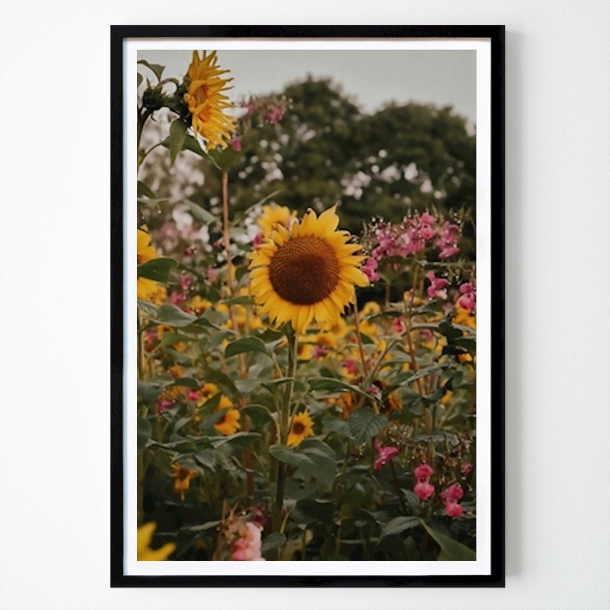 Botanical Poster: Sunflower by Joakim Olsson