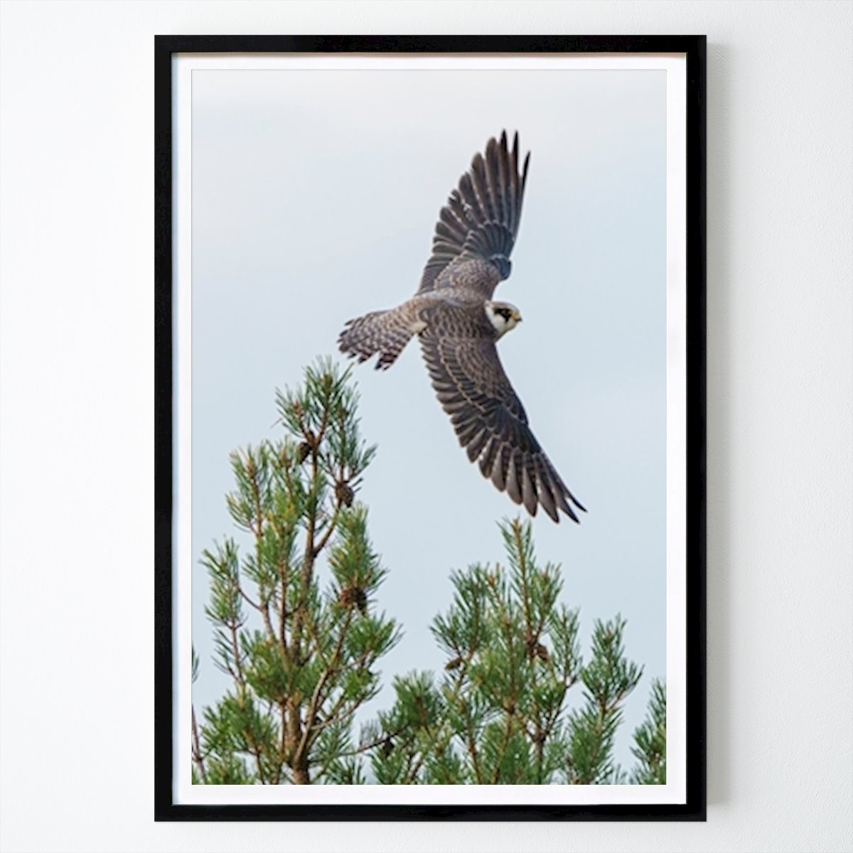 Nature Poster: Red-footed Falcon by Anders Jungle