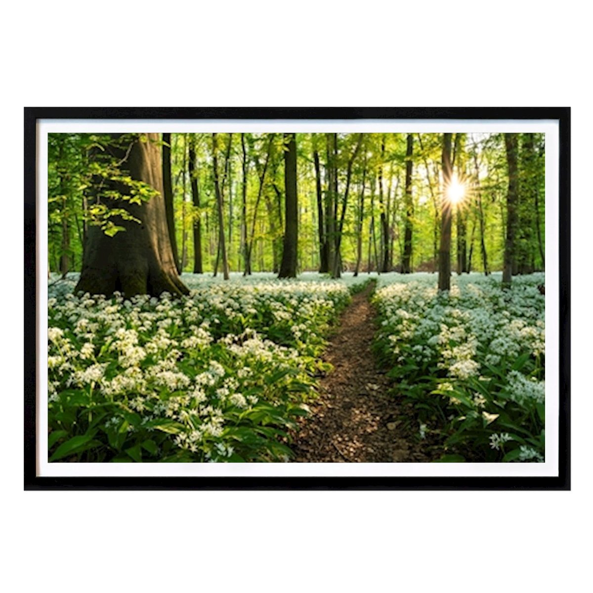 Black & White Poster: Sun in a Wild Garlic Forest by Susanne Fritzsche